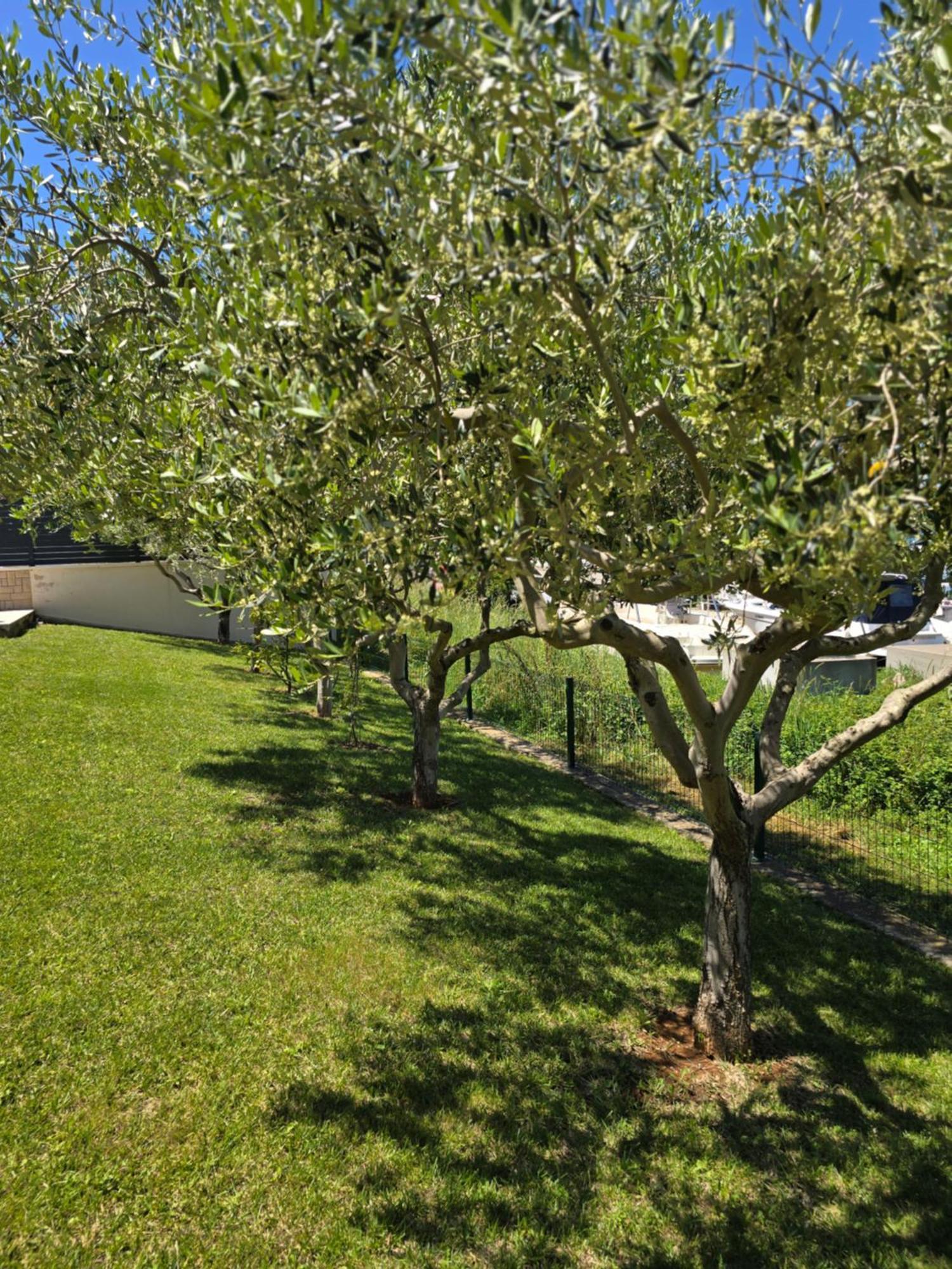 באניולה Olive Garden, Apartment With A Private Pool מראה חיצוני תמונה